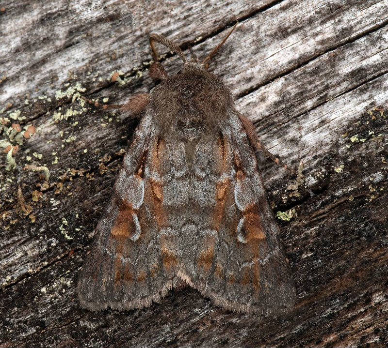 Rdflckig jordfly/Alpe-Glansugle, Xestia alpicola. Hgberget, Ramsele ngermanland, Sverige.  noterad lampa d. 30 juni 2024. Fotograf; Hkan Johansson, Hans Forslind m. fl.