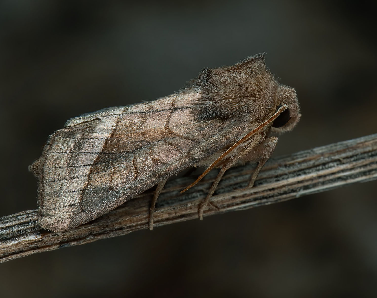 Vandskrppe-Stngelugle/Krrstamfly, Hydraecia ultima. ssby, ssby, Grsgrd, land d. 13 jul 2024.	Fotografer: Hkan Johansson , *Mats Lindeborg Tack till Mats Lindeborg fr visning av fjrilen.