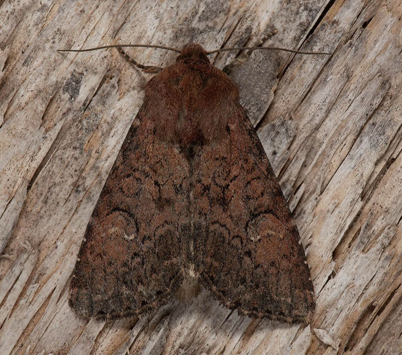 Fjllngsfly, Apamea kuusamoensis (Geyer, 1834). Fornminnesgrden, Funsdalen, Tnns, Hrjedalen d. 10 juli 2024. Fotografer: Hkan Johansson, Fredrik Bjerding , Anders Brattstrm