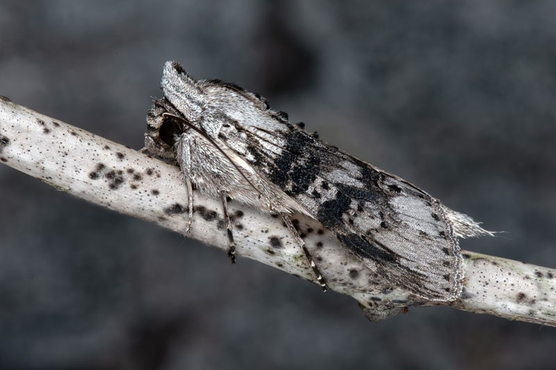 ynke-Htteugle/Absintkapuschongfly, Cucullia absinthii (Linnaeus, 1761) . leklinta, leklinta, Albke, land d. 31 juli 2024. Fotografer: Hkan Johansson , Nina Fransson