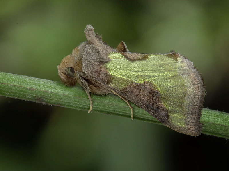 Udelt Messingugle/Mittfltsdelat metallfly, Diachrysia stenochrysis. Lundegrd, Sjgrdet, Lundegrd, Kping, landd. 31 juli 2024. Fotograf: Nina Fransson, Hkan Johansson