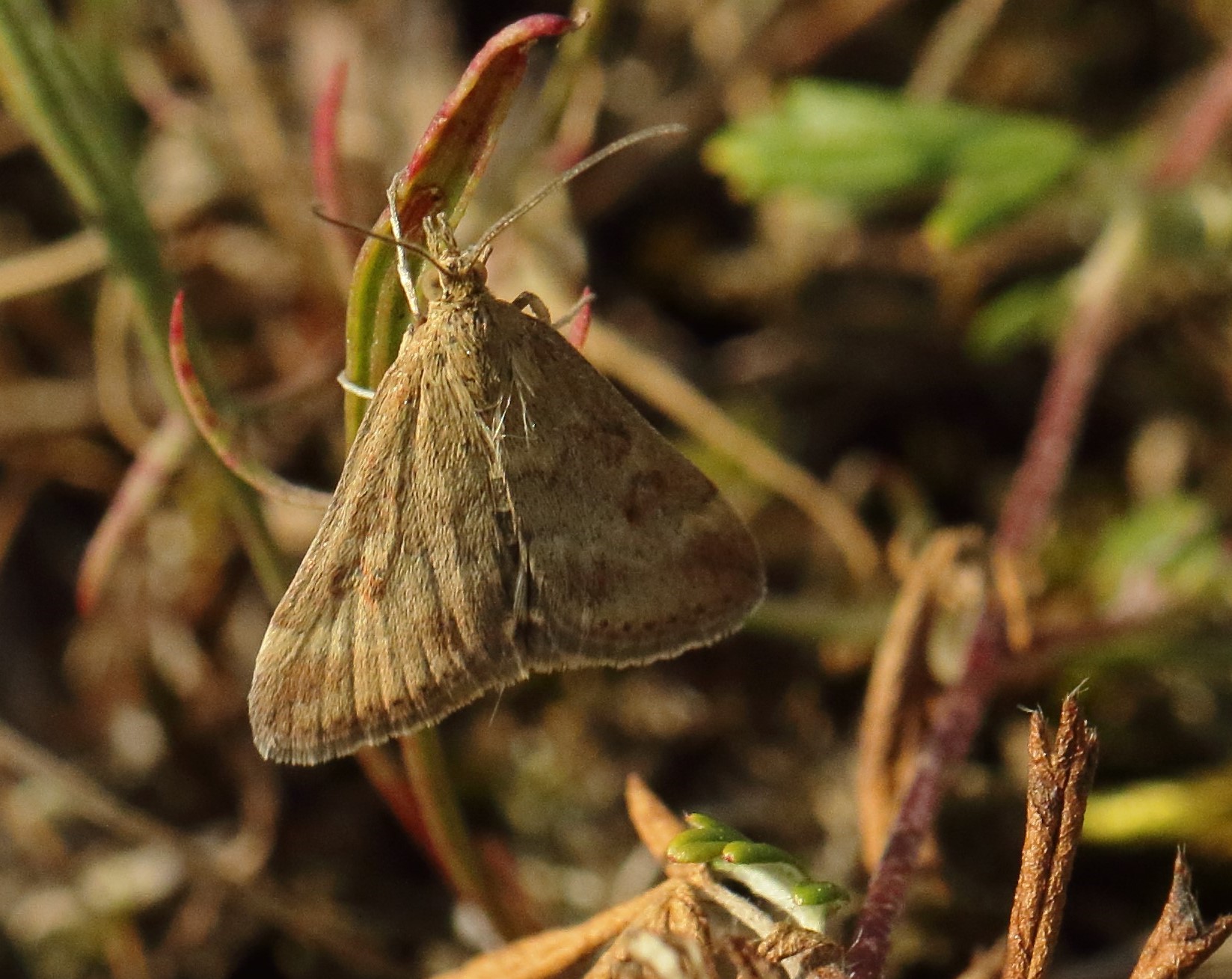 Pyrausta aerealis. Hllristningarnas parkering. Branteviksvgen, Simrishamn, stlig Skne, Sverige d. 20 august 2024. Fotograf: Henik S. Larsen