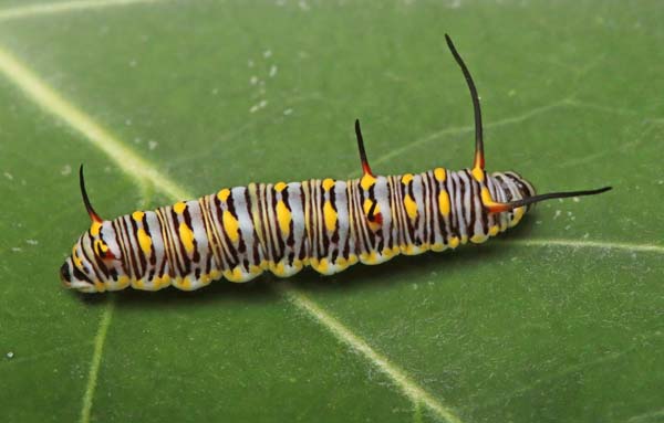 Sultan, Danaus chrysippus (Linnaeus, 1758) tigerlarve. Thailand januar 2024. Fotograf; Ole Andersen 