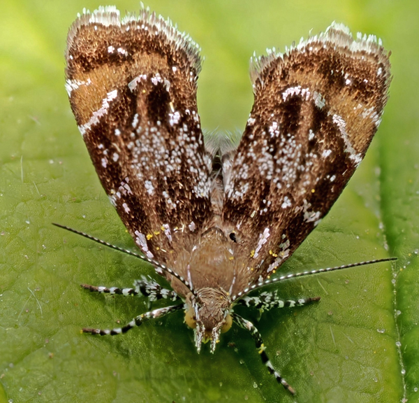 Bredvinget Nldevikler, Anthophila fabriciana. Skovbrynet (Snderskov/ Als) d. 8 maj 2025. Fotograf: Gabor Graehn