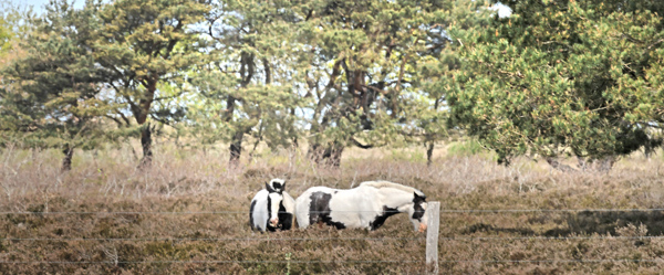 Heste, der grsser som pleje. Melby Overdrev, Nordsjlland, Danmark d. 13 maj 2025.  Fotograf; Lars Andersen