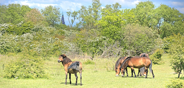 Heste, der grsser som pleje. Amager Flled, Amager, Danmark d. 16 maj 2025.  Fotograf; Lars Andersen