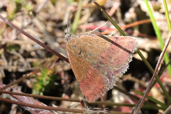 Grøn Mølugle, Phytometra viridaria. Heatherhill, Nordsjælland d. 13 Maj 2025. Fotograf; Lars Andersen