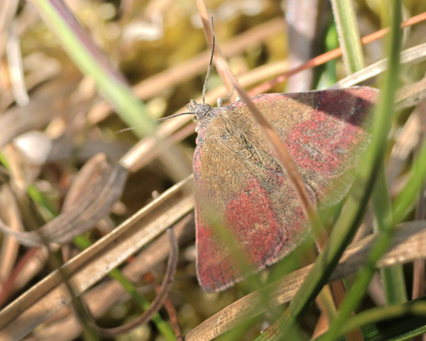 Grøn Mølugle, Phytometra viridaria. Heatherhill, Nordsjælland d. 13 Maj 2025. Fotograf; Lars Andersen
