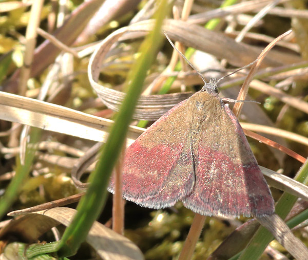 Grøn Mølugle, Phytometra viridaria. Heatherhill, Nordsjælland d. 13 Maj 2025. Fotograf; Lars Andersen