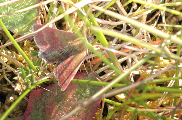 Grøn Mølugle, Phytometra viridaria. Heatherhill, Nordsjælland d. 13 Maj 2025. Fotograf; Lars Andersen