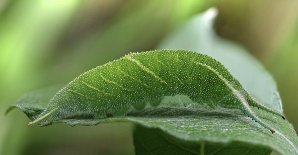 Iris, Apatura iris, Apatura iris (Linnaeus, 1758) larve på Grå-Pil, Salix cinerea. Bækskov, Sønderjylland d. 28 maj 2025. Fotograf: Jurate S Jensen