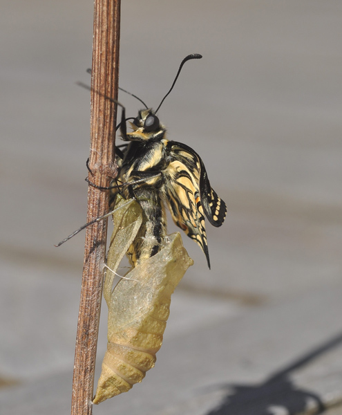 Svalehale, Papilio machaon. Balkalund syd for Nex p Bornholm d. 20 maj 2025. Fotograf: Michael Stoltze.