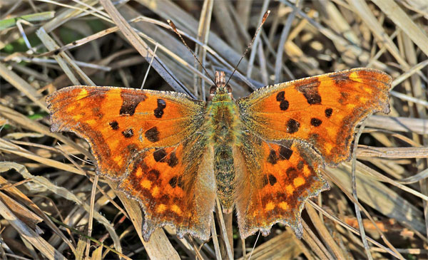 Det Hvide C, Polygonia c-album. Pinseskoven, Amager d. 8 marts 2025. Fotograf; Lars Andersen