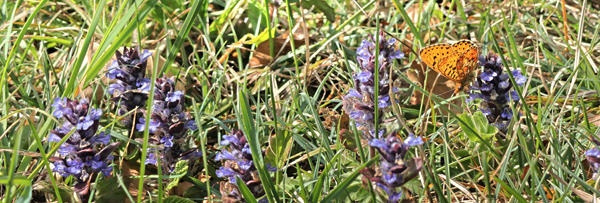 Rødlig Perlemorsommerfugl, Boloria euphrosyne (Linnaeus, 1758) han på Krybende Læbeløs, Ajuga reptans. Store Bøgeskov v. Gyrstinge Sø, Sjælland, d. 29.04.2025. Fotograf: Lars Andersen