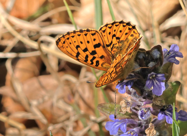 Rødlig Perlemorsommerfugl, Boloria euphrosyne (Linnaeus, 1758) han på Krybende Læbeløs, Ajuga reptans. Store Bøgeskov v. Gyrstinge Sø, Sjælland, d. 29.04.2025. Fotograf: Lars Andersen