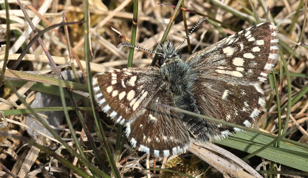 Spttet Bredpande, Pyrgus malvae han, delvis taras form. Melby Overdrev, Nordsjlland, Danmark d. 13 maj 2025.  Fotograf; Lars Andersen