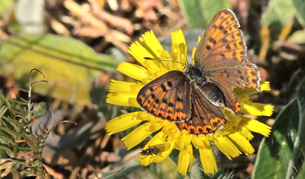 Sort Ildfugl, Lycaena tityrus (Poda, 1761) slidt hun . Bøtø Dige, Falster, Danmark d. 20 maj 2025. Fotograf: Lars Andersen