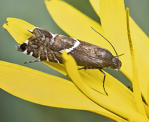 Glyphipterix haworthana. Lyngby Åmose, Lyngby-Taarbæk, Hovedstaden d. 25. april 2025. Fotograf: Knud Ellegaard