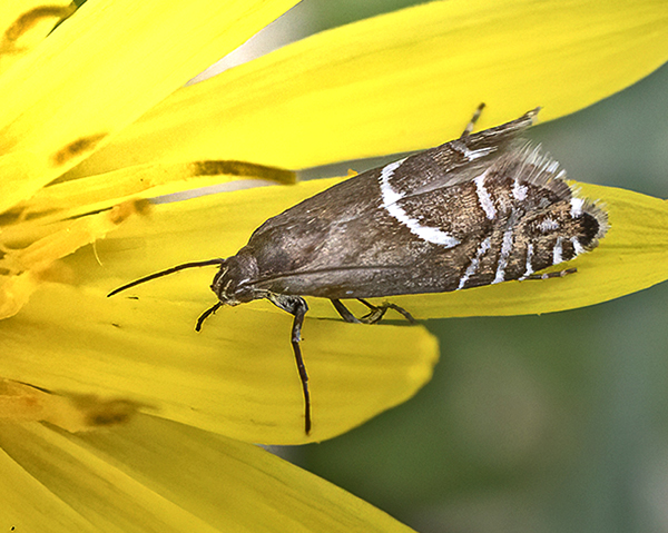 Glyphipterix haworthana. Lyngby Åmose, Lyngby-Taarbæk, Hovedstaden d. 25. april 2025. Fotograf: Knud Ellegaard