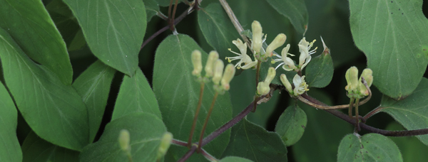 Dunet Gedeblad, Lonicera xylosterum i blomst. Fælledparken, København d. 1. maj 2025. Fotograf: Lars Andersen
