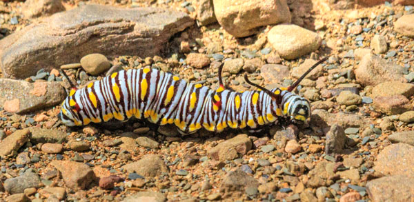 Sultan, Danaus chrysippus (Linnaeus, 1758) larvae & imago. Marokko d. 25 marts 2025. Fotograf; Lars Andersen (navnebror).