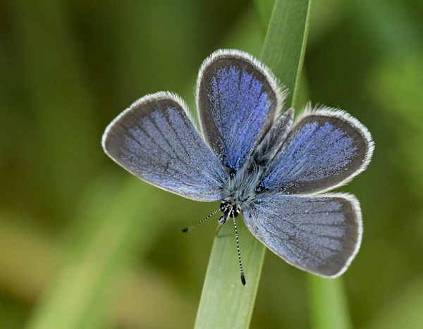 Grandas Dværgblåfugl, Cupido lorquinii (Herrich-Schäffer, 1850) han og underside. Andalusien, Spanien d. 21 marts 2002. Villanueva del Rosario, Malaga Spanien d. 6 maj 2025. Fotograf: John Vergo