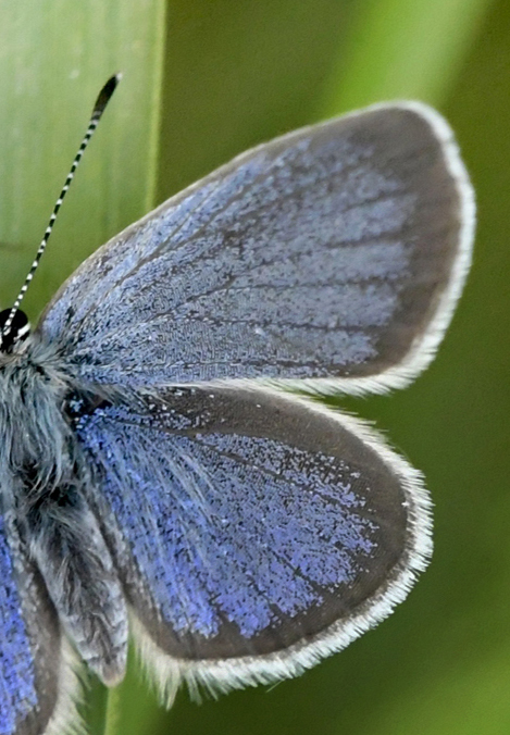 Grandas Dværgblåfugl, Cupido lorquinii (Herrich-Schäffer, 1850) han og underside. Andalusien, Spanien d. 21 marts 2002. Villanueva del Rosario, Malaga Spanien d. 6 maj 2025. Fotograf: John Vergo