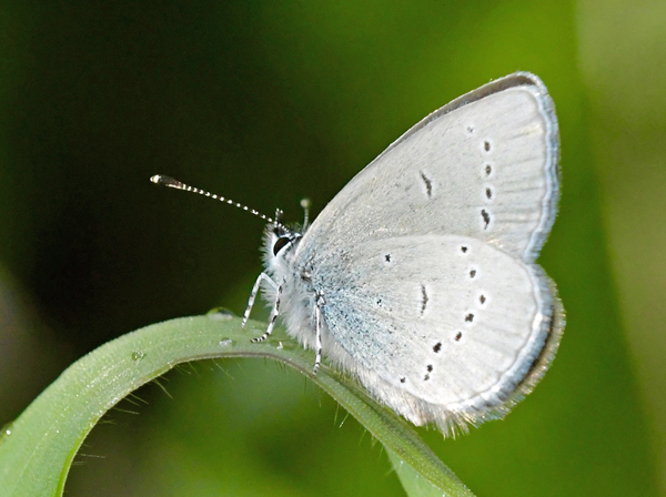Grandas Dværgblåfugl, Cupido lorquinii (Herrich-Schäffer, 1850) han og underside. Andalusien, Spanien d. 21 marts 2002. Villanueva del Rosario, Malaga Spanien d. 6 maj 2025. Fotograf: John Vergo