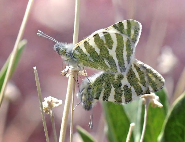 Tenerife Stribehvidvinge, Euchloe eversi. Las Canadas del Teide 2152m., Tenerife, Spain d 27 marts 2025. Fotograf: John Vergo