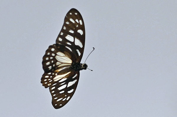 Veined Swordtail, Graphium leonidas (Fabricius, 1793). Lom, Togo d. 4 january 2025. Photographer: Tubas Lkkegaard