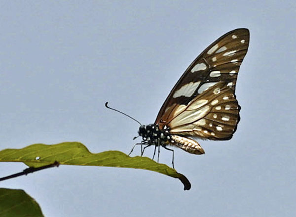 Veined Swordtail, Graphium leonidas (Fabricius, 1793). Lom, Togo d. 4 january 2025. Photographer: Tubas Lkkegaard