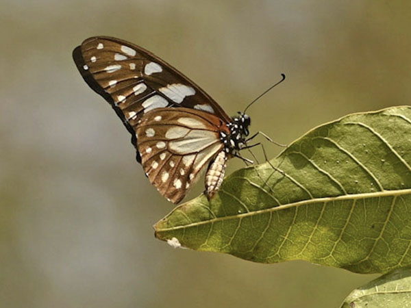 Veined Swordtail, Graphium leonidas (Fabricius, 1793). Lom, Togo d. 4 january 2025. Photographer: Tubas Lkkegaard