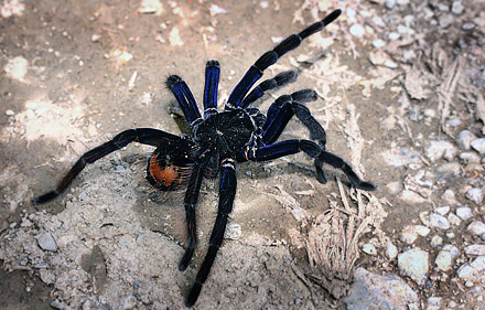 The Bolivian Blueleg, Pamphobetus antinous. Is one of the largest tarantulas in the world. Caranavi, Yungas. d. 22 february 2007. Photographer: Lars Andersen