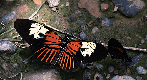 Xanthocles Longwing, Heliconius xanthocles hippocrene (H. Holzinger & K. Brown, 1982). Caranavi, Yungas, Bolivia d. 17 february 2007. Photographer: Lars Andersen