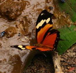 Tiger Leafwing, Consul fabius quadridentatus. Rio Rhetenor, Caranavi, Yungas. d. 1 february 2007. Photographer: Lars Andersen