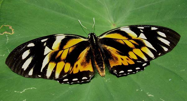 Dead Papilio zagreus.  Caranavi, Yungas, Bolivia d. 10 februar 2007. Fotograf: Peter Mølmann