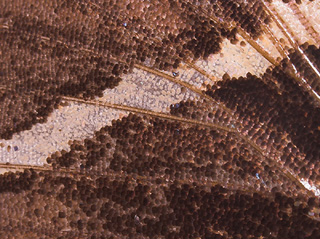 Skæl på Eupalamides cyparissias en Castniini som minder lidt om dagsommerfugle fra Ecuador. leg; Peter Møllmann. Fotograf; Lars Andersen 2007.