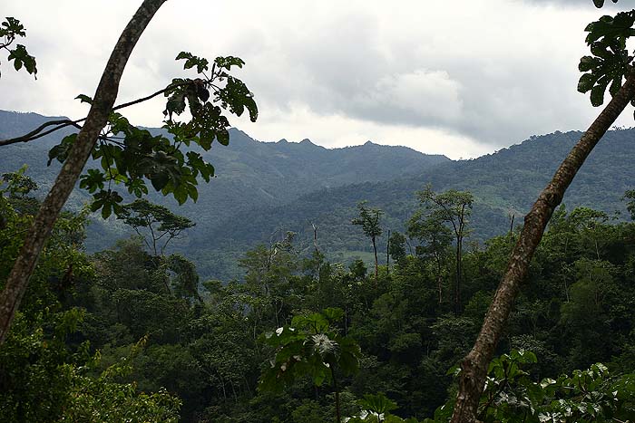 The forest on frontier civiliatation. Caranavi, Yungas. d. 5 February 2007. Photographer: Lars Andersen