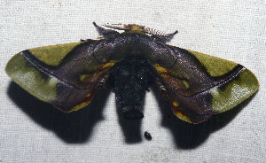 American Silkworm Moth, Epia muscosa (Butler 1878) family Bombycidae. Caranavi, Yungas, Bolivia. d. 6 February 2007. Photographer: Lars Andersen