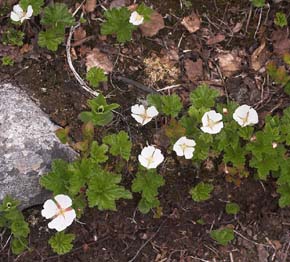 Multebr/Hjortron, Rubus chamaemorus. Plnovik nord for Tornetrsk, Lappland, Sverige. 360 m. d. 28 juni 2007. Fotograf: Lars Andersen