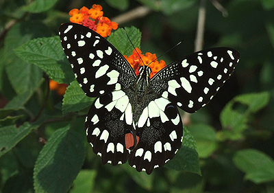 Lemon Swallowtail, Papilio demoleus. Hainan, China. 13 October 2007. Photographer: Henrik S. Larsen