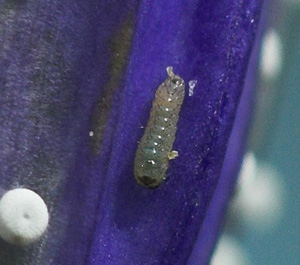 Ensianblfugl, Maculinea alcon g og en nyklkket larve p Klokkeensian, Gentiana pneumonanthe. Hunnerdsmossen, Skne, Sverige d. 16 juli - 2007. Fotograf: Troells Melgaard