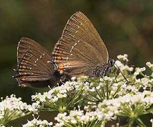 Egesommerfugl, Satyrium ilicis. Hagstorp Nationalpark, Skne. d. 16/7 2007. Fotograf: Lars Andersen