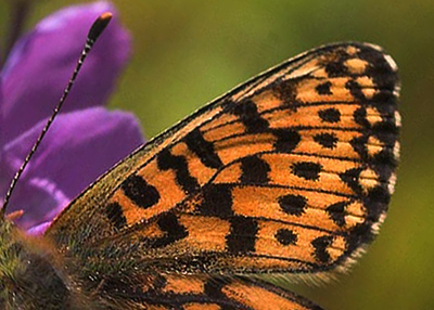 Rødlig perlemorsommerfugl, Boloria euphrosyne lapponica (Esper,1794). Pålnovik nord for Torneträsk, Lappland, Sverige. 360 m. d. 1 juli 2007. Fotograf: Lars Andersen