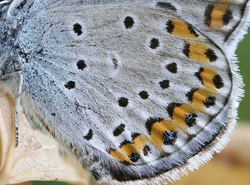 Astragel blåfugl, Plebejus argyrognomon han. Småland. d. 11 juli 2006. Fotograf: Daniel Dolfe