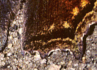 Det hvide L, Nymphalis vaualbum kendes p dens sorte smbnd p bagvinge mangler de bl pletter. Ussuriisk, Vladivostok, Rusland. Juli 2002. Fotograf: Tom Nygaard Kristensen