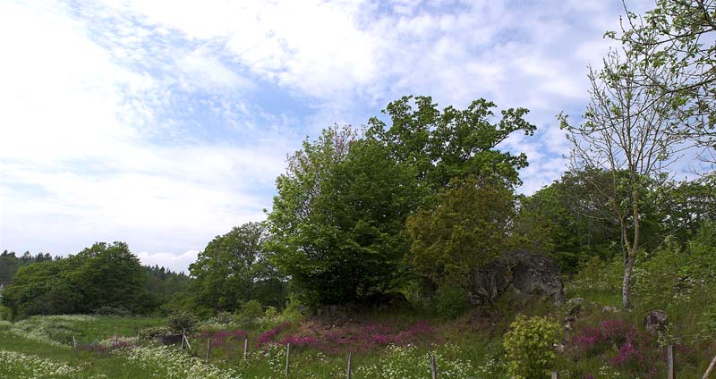 Lokaliteten for Mnemosyne med en stor blomsterstand af Tjærenellike og masser af skærmplanten Hundepersille. Blekinge. d. 26 maj 2007. Fotograf: Trolls Melgaard