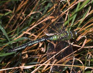Kejserguldsmed, Anax imperator, er en af de strste europiske guldsmede. Vitemlla, stlige Skne, Sverige. d. 21 juli 2007. Fotograf: Lars Andersen 