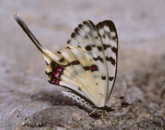 Dragon Swallowtail, Sericinus montela male. China. july 2006. Photographer: Tom Nygaard Kristensen 