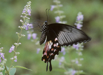 Common Mormon, Papilio polytes female. China. July 2006. Photographer: Tom Nygaard Kristensen 